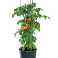 Kvetináč na pestovanie paradajok 12 L TOMATO GROWER antracit IPOM300-S433